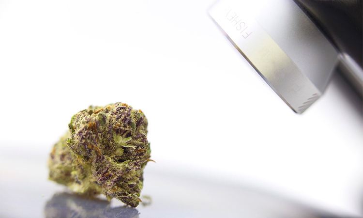 Closeup of cannabis flower underneath macro lens for iPhone and Android