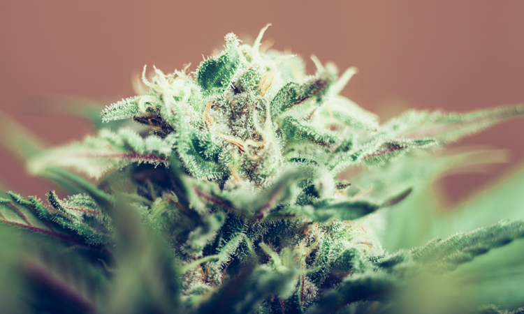 Cannabis flower on a live plant