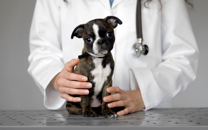 Puppy at the veterinarian