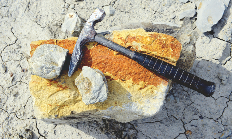 Fossil and excavation tools