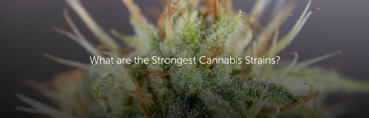 What are the Strongest Cannabis Strains?