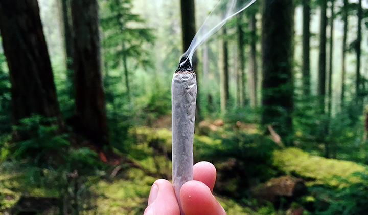 Cannabis joint