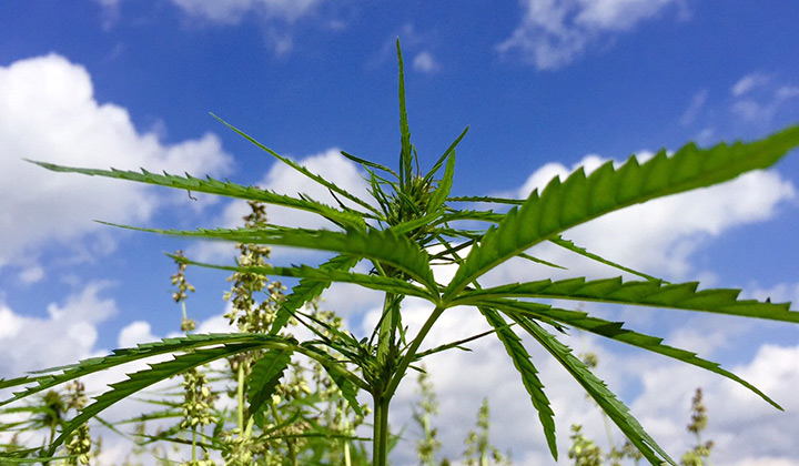 Hemp plant close up