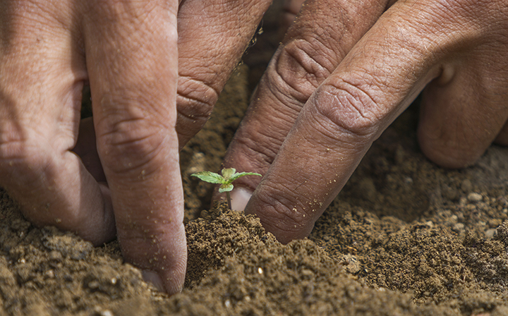 Planting cannabis