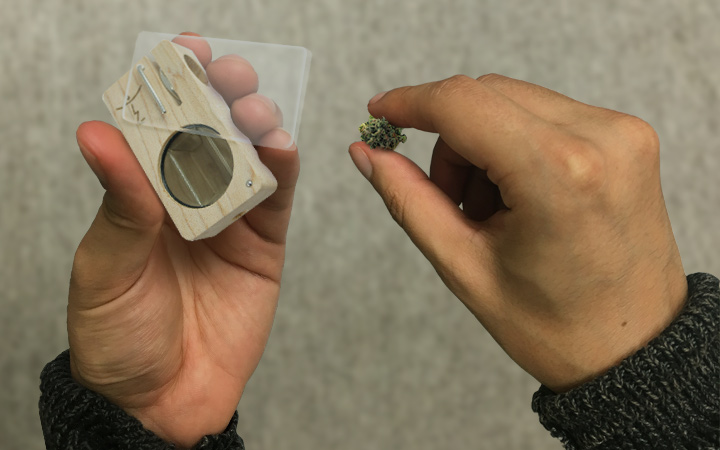 Holding a tiny cannabis bud