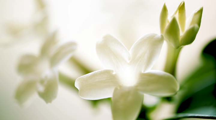 Jasmine flowers