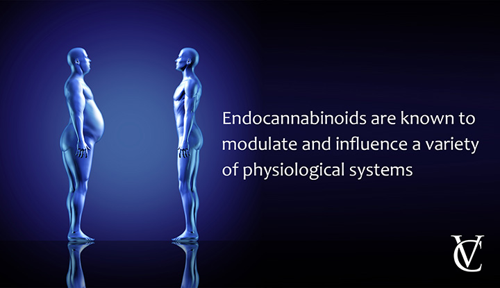 What does the endocannabinoid system influence?