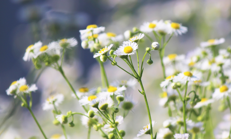 What is the bisabolol cannabis terpene