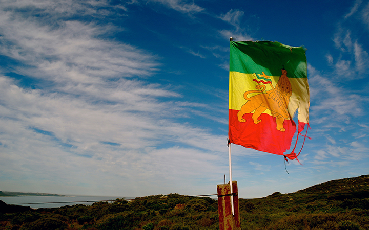 The Rasta lion