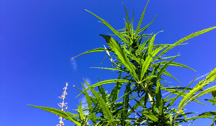 Hemp plant against a blue sky