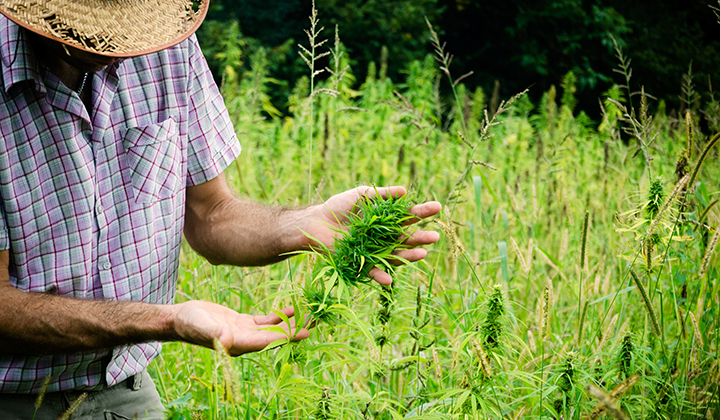 hemp,farm,cannabis,marijuana,leafly