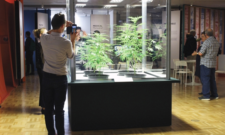 Cannabis display at Oakland Museum of California