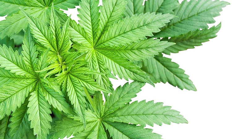 cannabis leaves