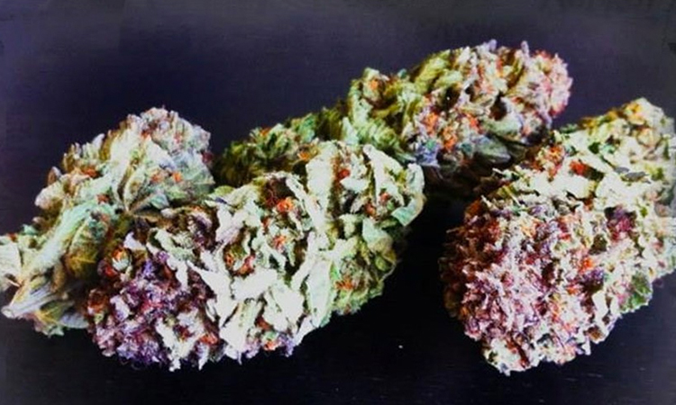 fat cannabis buds