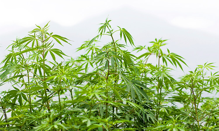 Outdoor cannabis grow