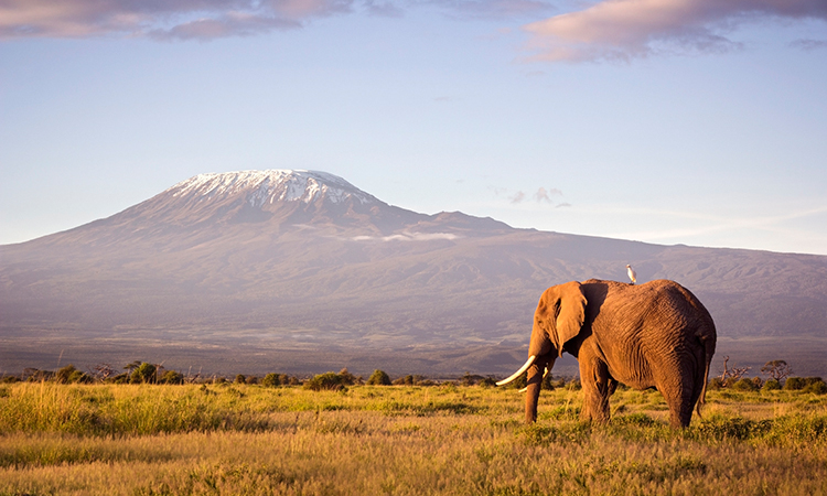 Mt. Kilimanjaro at sunset with elephant in foreground
