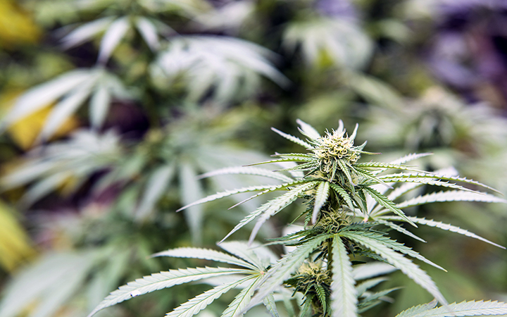 Cannabis crops