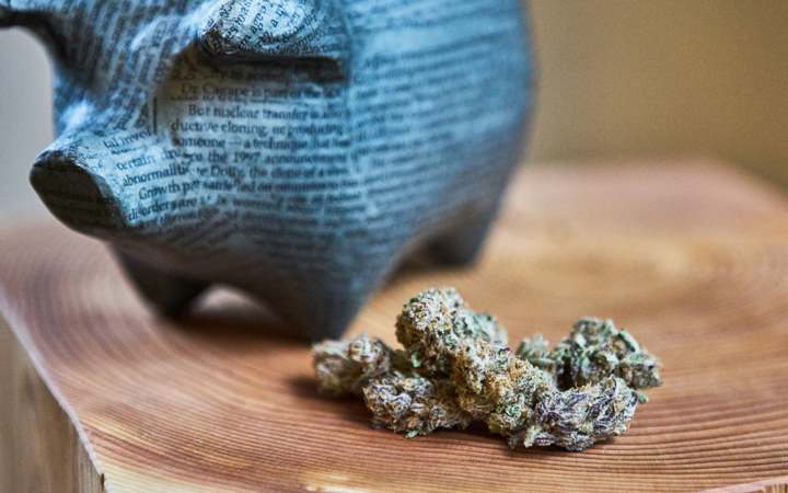 Piggy bank with cannabis buds